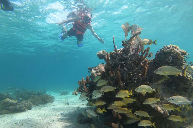 Snorkel en Mahahual