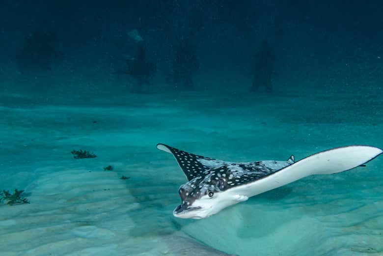 Buceo en Mahahual