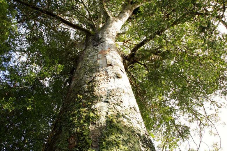 Excursión a las cuevas Kawiti, el bosque de Opua y Hundertwasser