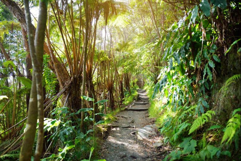 Senderismo por el Parque Nacional de los Volcanes de Hawái