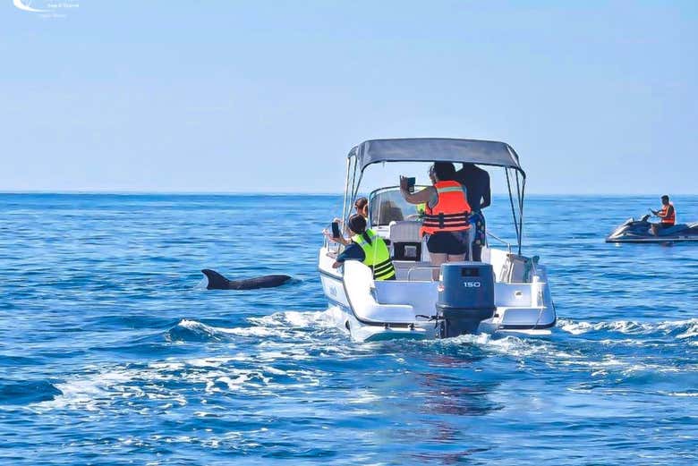 Avistamiento de delfines en Djerba