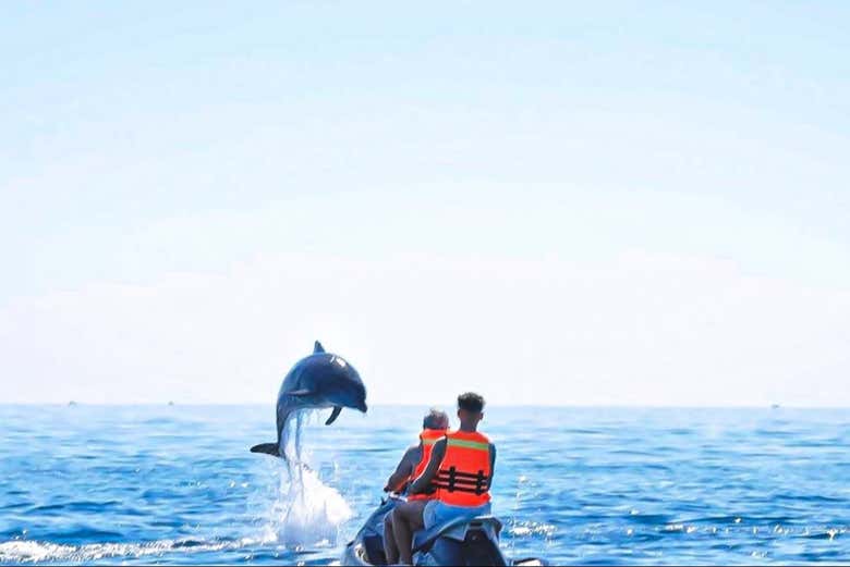 Avistamiento de delfines en Djerba