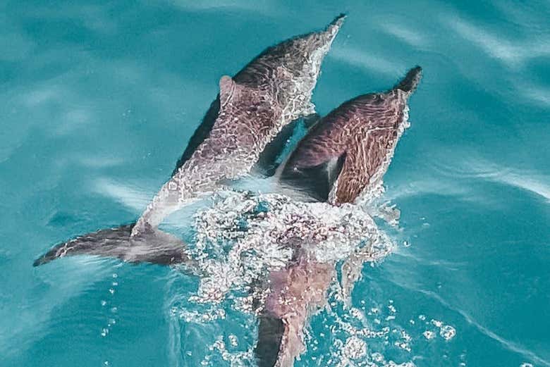 Avistamiento de delfines en Djerba