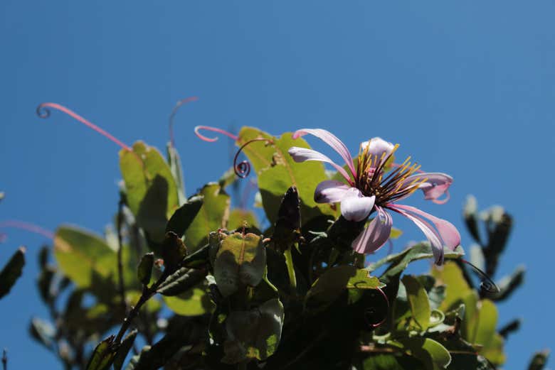 Excursión a Punta Curiñanco