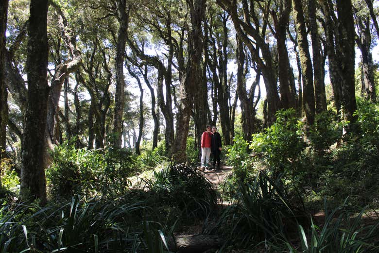 Excursión a Punta Curiñanco