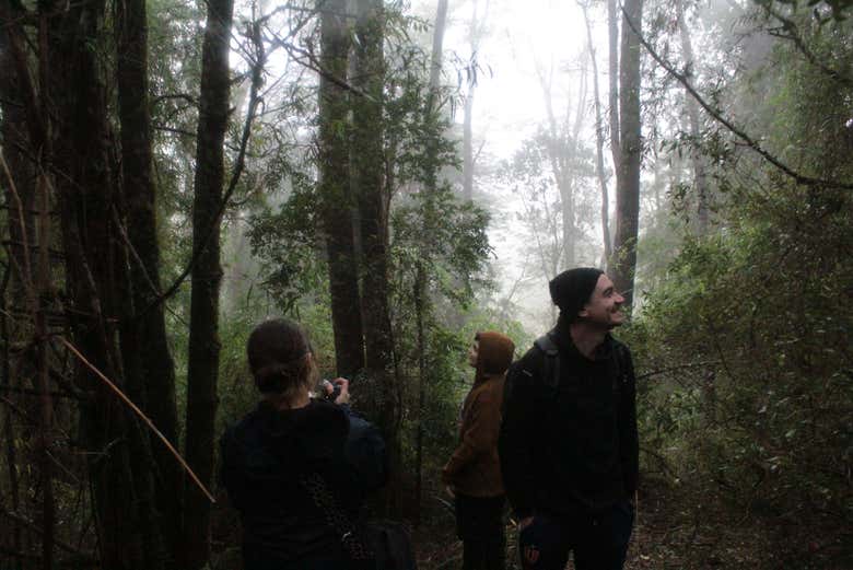 Tour por la reserva ecológica Senderos del Bosque