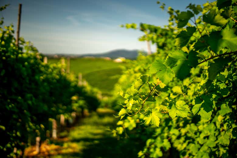 Visita a la bodega Fasol Menin