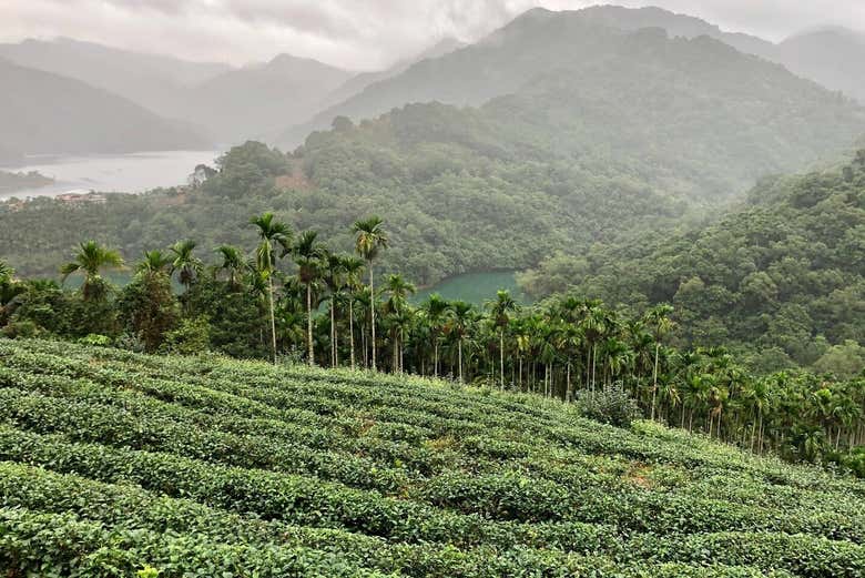 Tour del té por Pinglin y Maokong