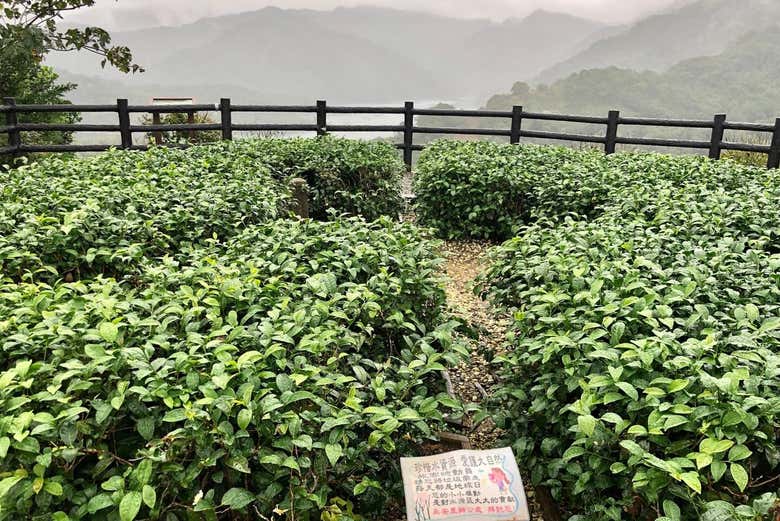 Tour del té por Pinglin y Maokong