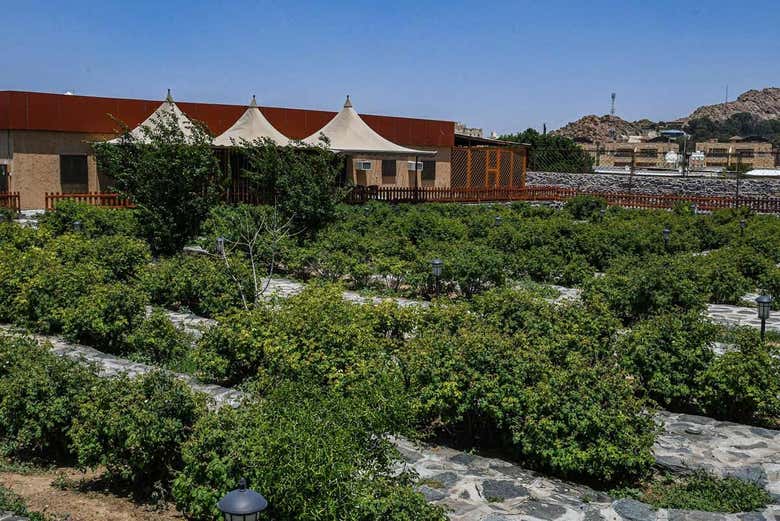 Excursión a Taif