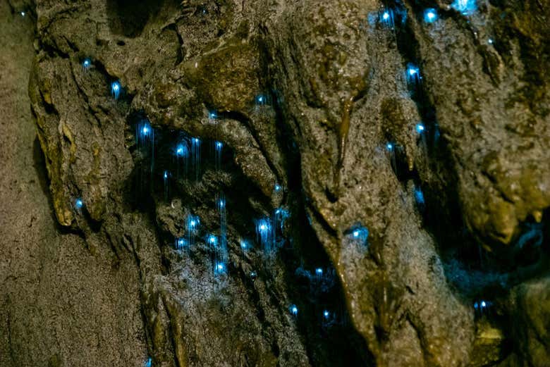 Excursión a las cuevas Glow Worm de la montaña Tamborine