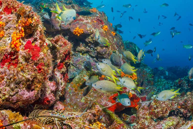 Snorkel en Mindelo