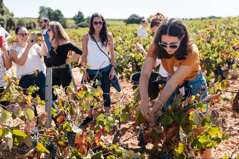 Visita a las Bodegas Nodus