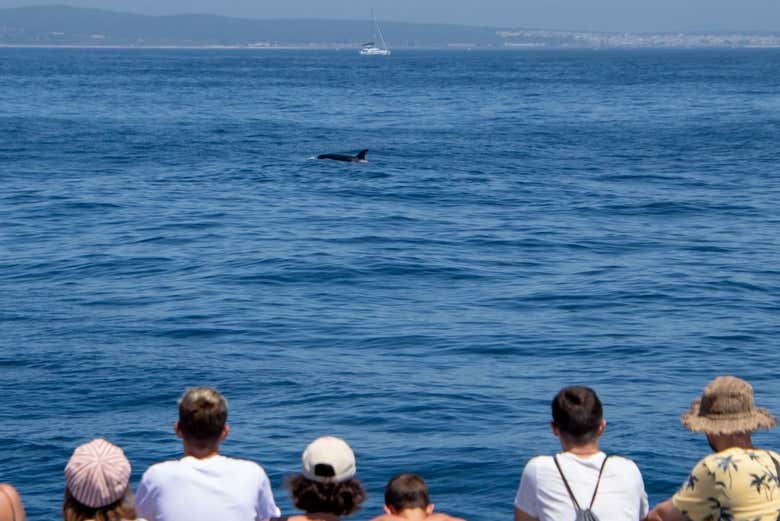 Avistamiento de ballenas y delfines en Barbate