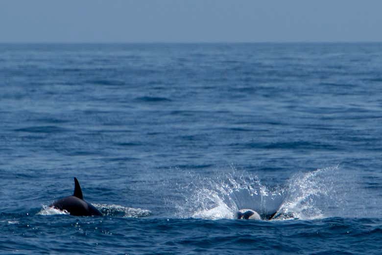 Avistamiento de ballenas y delfines en Barbate
