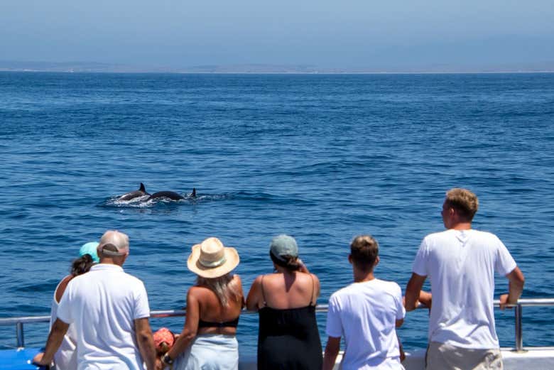 Avistamiento de ballenas y delfines en Barbate