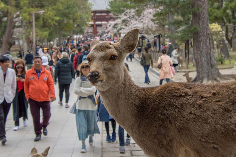 Free tour por Nara