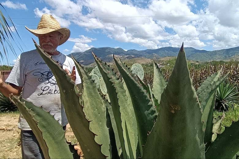 Excursión a Oaxaca y San Martín Tilcajete
