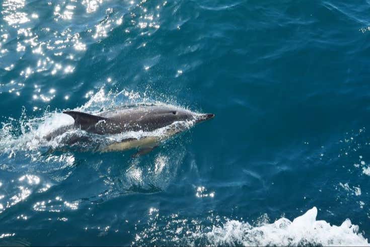 Avistamiento de delfines en la isla de Marambaia