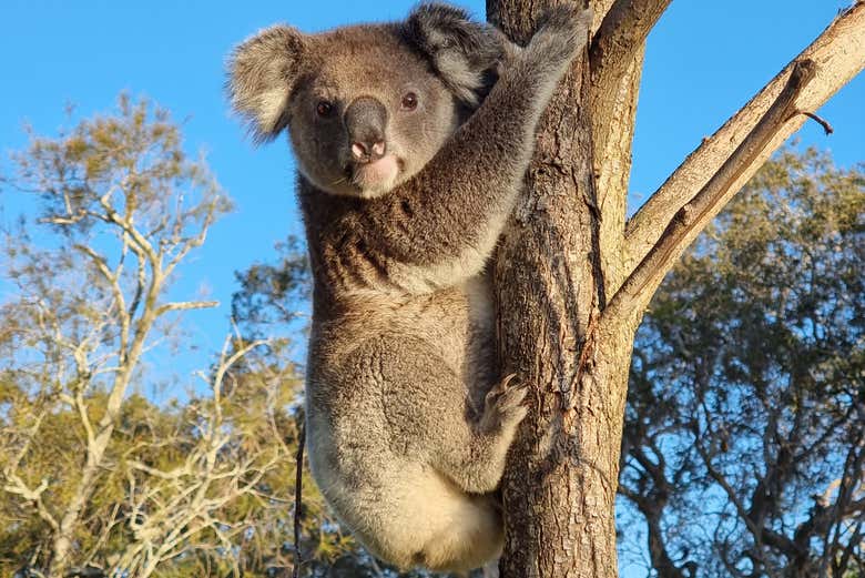 Excursión a North Stradbroke Island