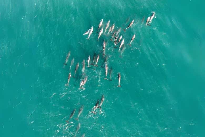 Excursión a North Stradbroke Island