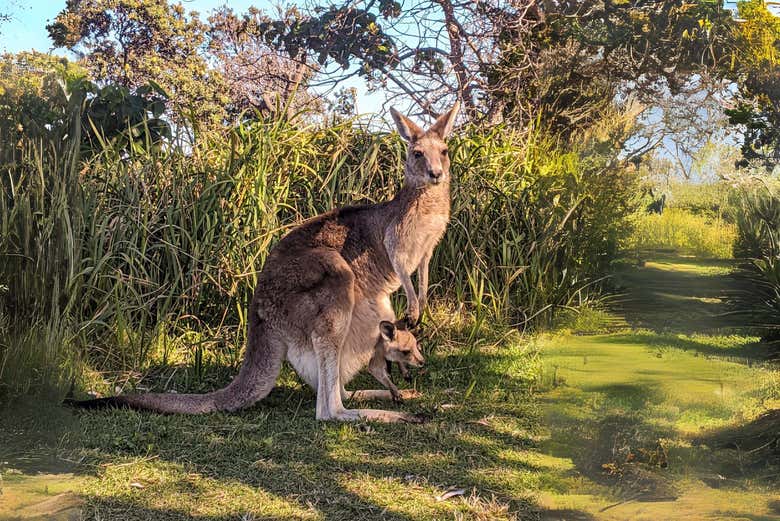 Excursión a North Stradbroke Island