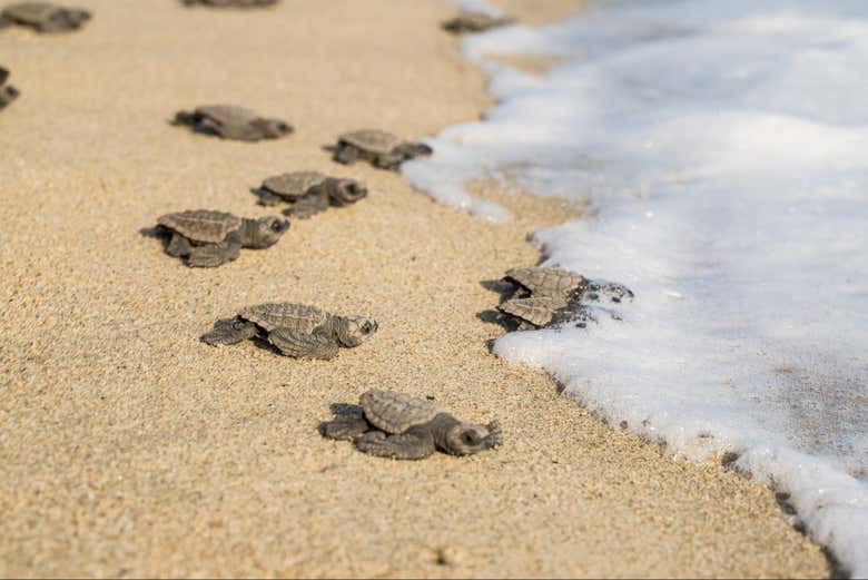 Excursión a Puerto Escondido