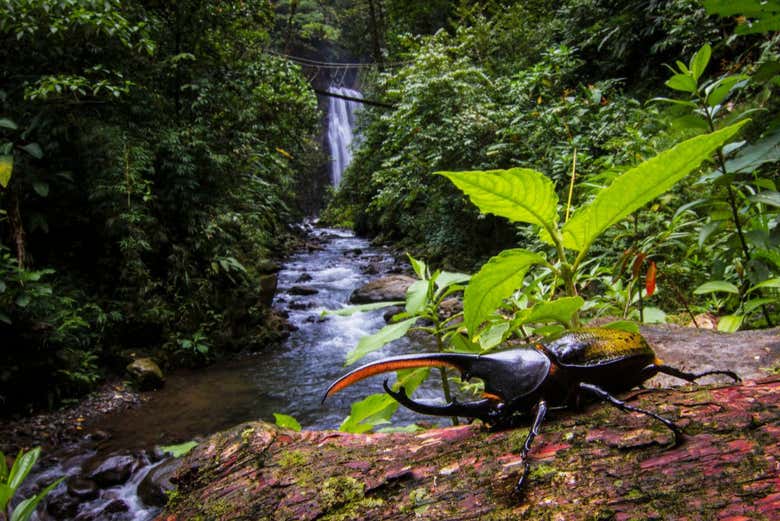 Senderismo por El Tigre Waterfalls