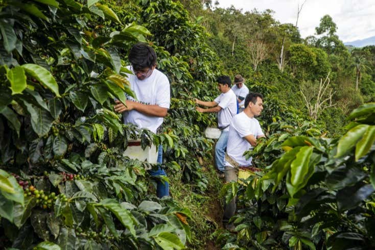 Tour del café por Tenejapa + Visita por Romerillo y Cruztón