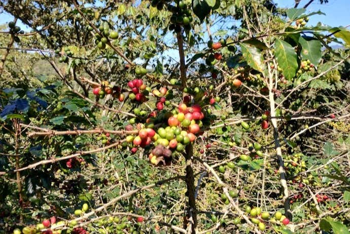 Tour del café por Tenejapa + Visita por Romerillo y Cruztón