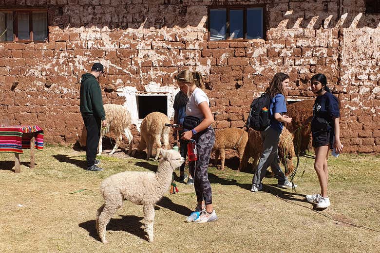 Ruta privada de senderismo con llamas y alpacas por el Valle Sagrado