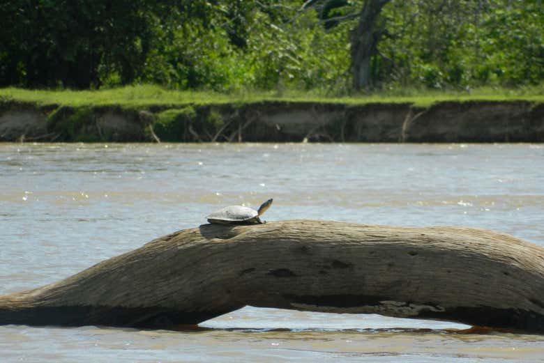 Paseo en barco por el río Magdalena