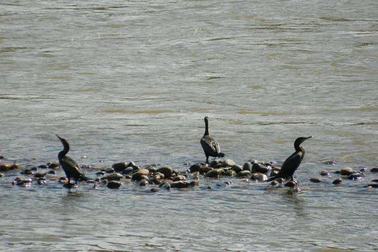 Paseo en barco por el río Magdalena