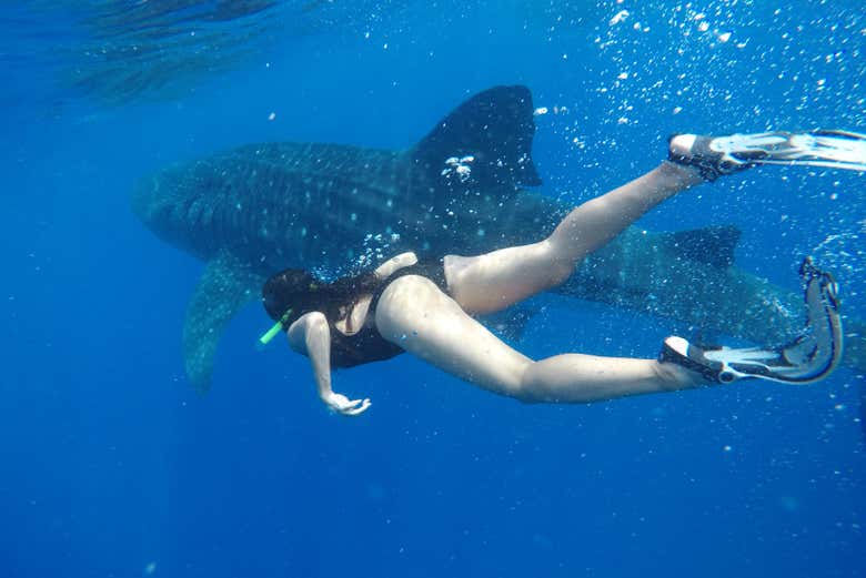 Nado con tiburones ballena en Isla Mujeres