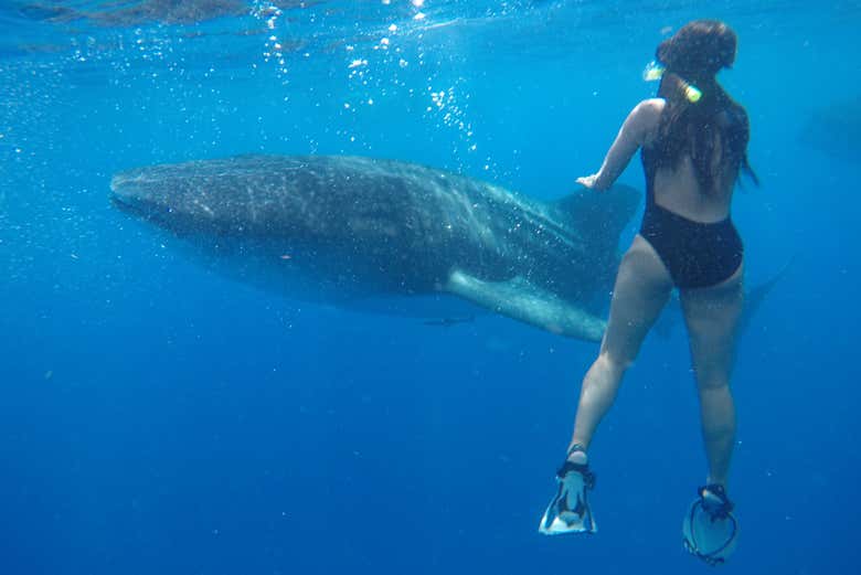 Nado con tiburones ballena en Isla Mujeres
