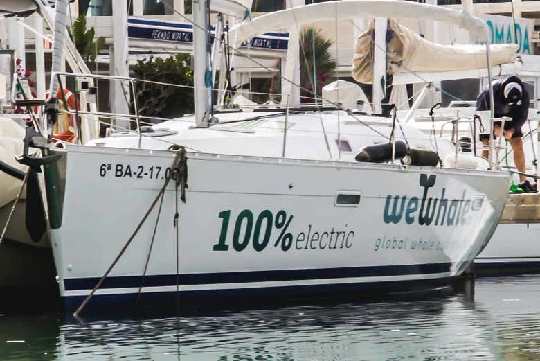 Avistamiento de delfines y ballenas en Denia