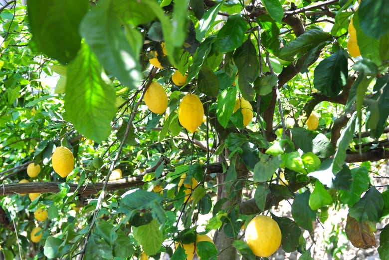 Senderismo por el Camino de los Limones