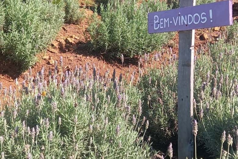 Excursión a Morro Reuter e Ivoti