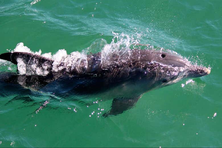 Excursión a Port Stephens + Avistamiento de delfines