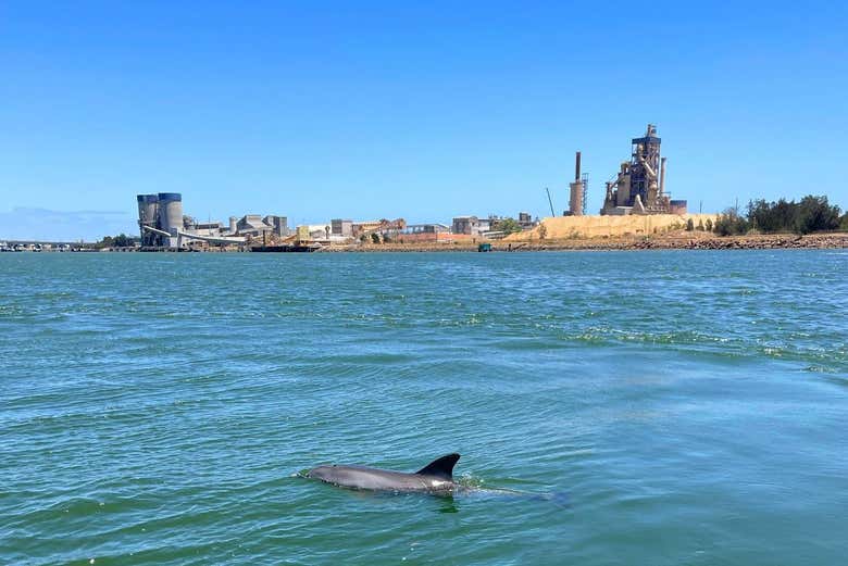 Paseo en barco por el río Port Adelaide