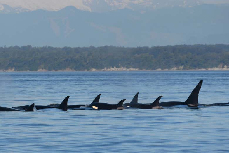 Avistamiento de ballenas en Seattle