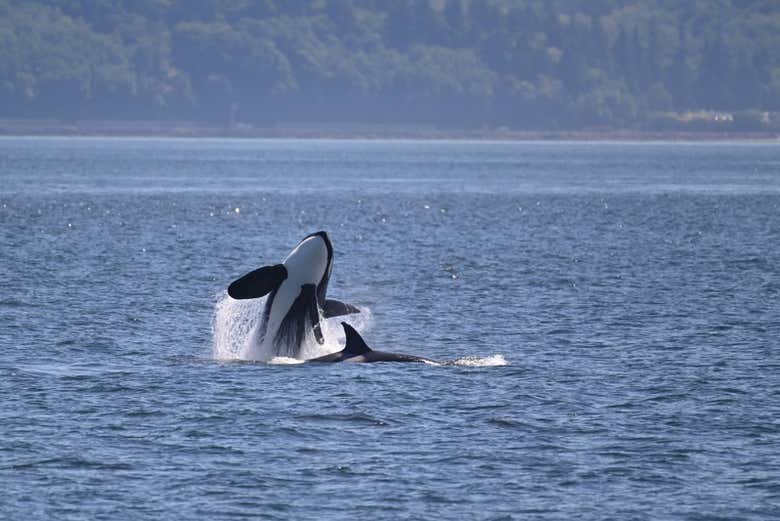 Avistamiento de ballenas en Seattle