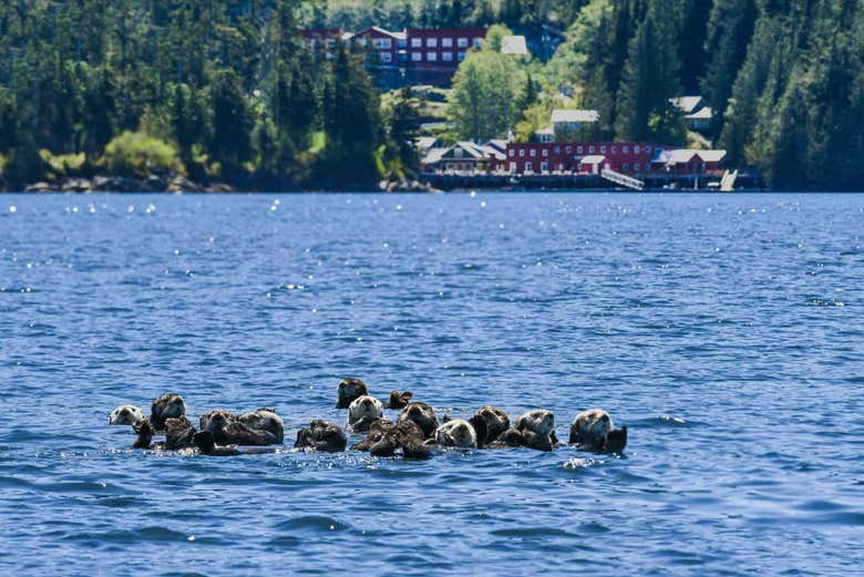 Avistamiento de ballenas y delfines en el archipiélago de Broughton