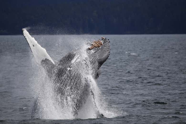 Avistamiento de ballenas y delfines en el archipiélago de Broughton
