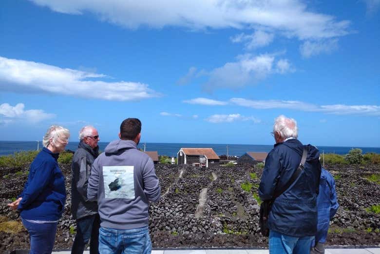 Tour de viñedos y bodegas por Terceira