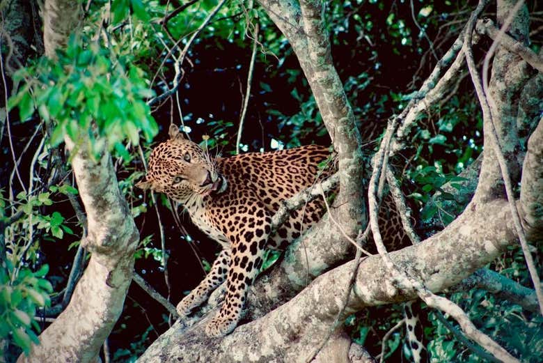 Safari privado por el Parque Nacional de Kumana