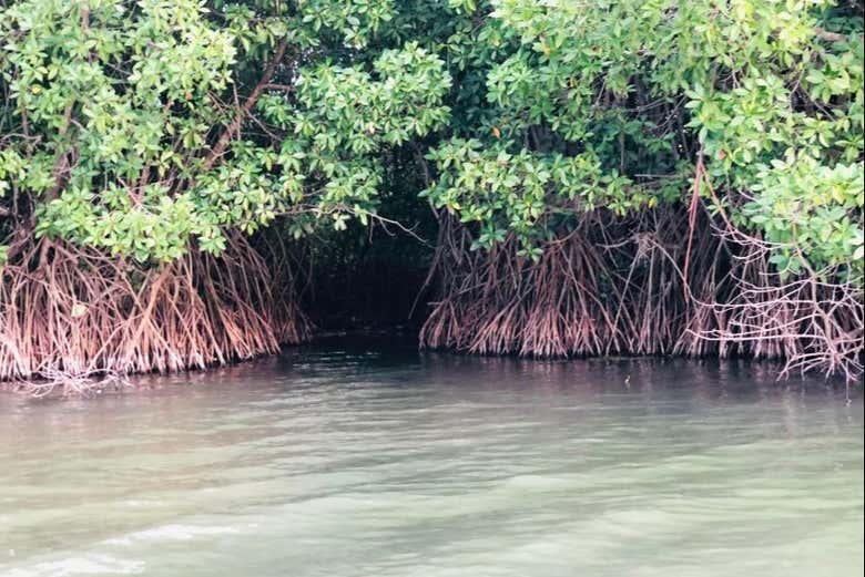 Paseo privado en barco por los manglares de Pottuvil