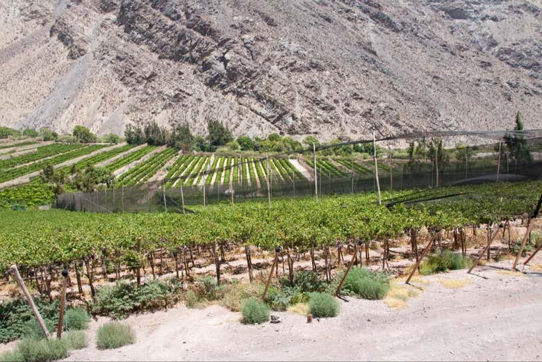 Tour del pisco, el vino y la cerveza por el Valle del Elqui