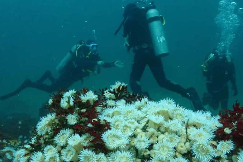 Bautismo de buceo en Tongoy