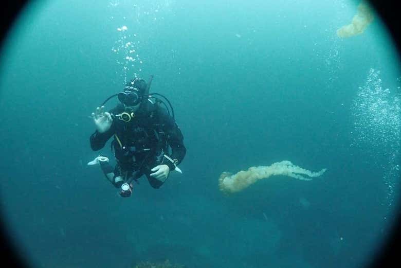 Bautismo de buceo en Tongoy